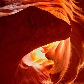 Head Of the Dog Portrait by Adam Jewell