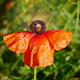Heavenly Poppy by Richard Reeve