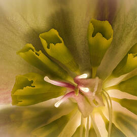 Hellebore Closeup by Jean Noren