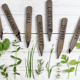 Herbs by Rebecca Cozart