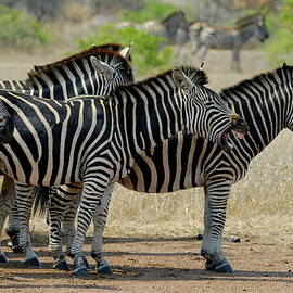 Herd of Burchell's Zebras by Sami Sarkis Photography