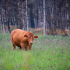 Here's Looking at You by Mary Lee Dereske