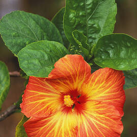 Hibiscus by Allan Seiden - Printscapes