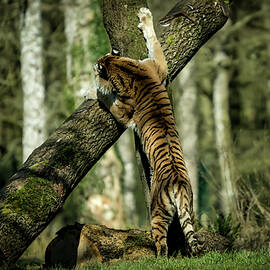Hide and Seek by Chris Boulton