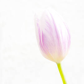 High Key Tulip by Richard Reeve