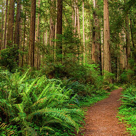 Hiking Path in Redwood Forest by Miroslav Liska