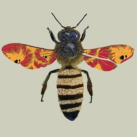 Honey Bee by Sarah Hough