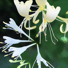 Honeysuckle Friend by Gina Harrison