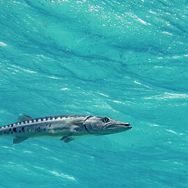 Hoovering Barracuda by Jean Noren