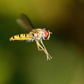 Hoverfly by Grant Glendinning