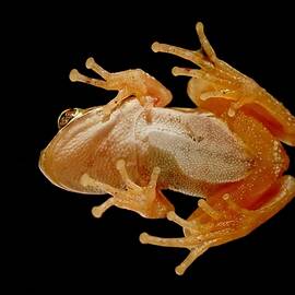 Hunting On Glass - Tree Frog by KJ Swan