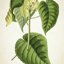 Hura Botanical Print by Aged Pixel