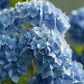 Hydrangea Sunrise by Mary Jo Allen