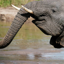 I Feel Happy by Mary Lee Dereske