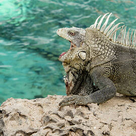 Iguana 6 by Jean Noren