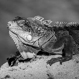 Iguana BW by Jean Noren