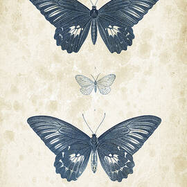 Insects - 1832 - 01 by Aged Pixel