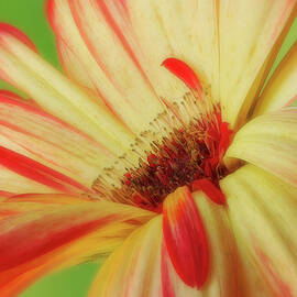 Inside The Daisy by Mary Jo Allen