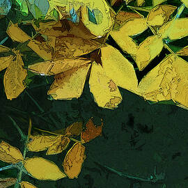 Into the Woods by Gina Harrison