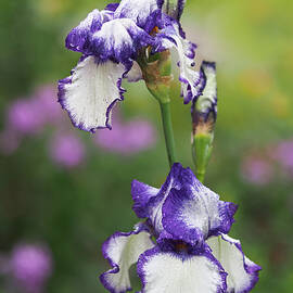 Iris Loop the Loop  by Rona Black