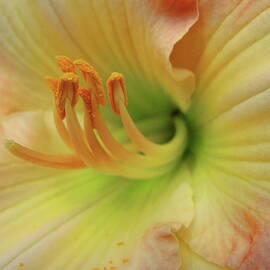 Island Forest Daylily Macro by Dale Kauzlaric