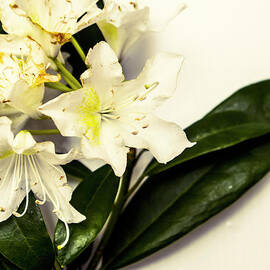 Japanese flower art by Jorgo Photography