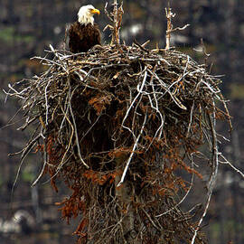 Jasper Bald Eagle Nest by Adam Jewell