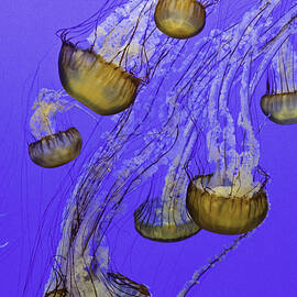 Jellies  by Matt Halvorson