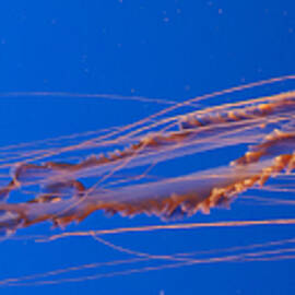 Jelly Fish by Darcy Michaelchuk
