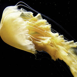 Jelly Light by Matt Halvorson