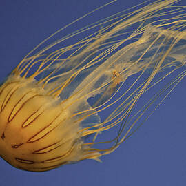 Jelly by Matt Halvorson