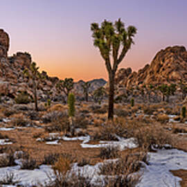 Joshua Panorama at Dusk by Kelley King