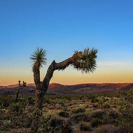 Joshua Tree by Alison Frank