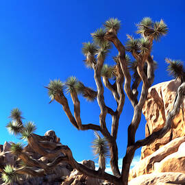 Joshua Tree Dreams by Joe Schofield