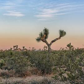 Joshua Tree Evening by Alison Frank