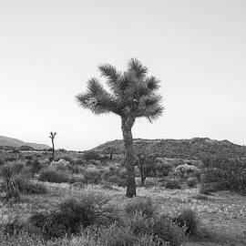 Joshua Tree in Black and White by Alison Frank
