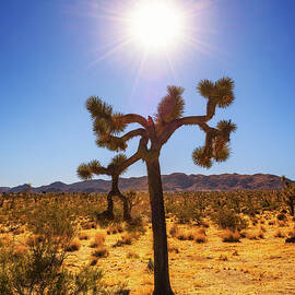 Joshua Tree photographed against the sun by Miroslav Liska
