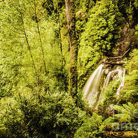 Jungle steams by Jorgo Photography