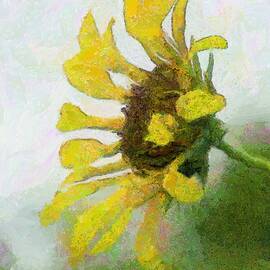 Kate's Sunflower by Jeffrey Kolker