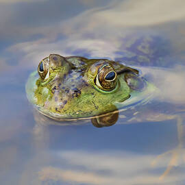 Kermie by Bill and Linda Tiepelman