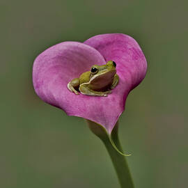 Kermit Hangs Out by Susan Candelario