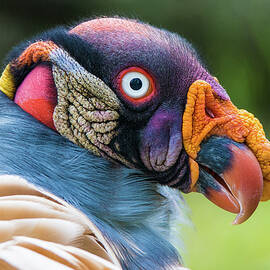 King vulture  by Miroslav Liska