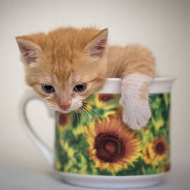 Kitten in cup by Miroslav Liska