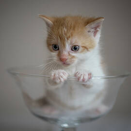 Kitten in glass cup by Miroslav Liska