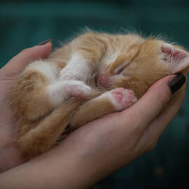 Kitten in human hands by Miroslav Liska