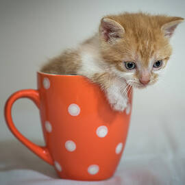 Kitten in orange cup by Miroslav Liska