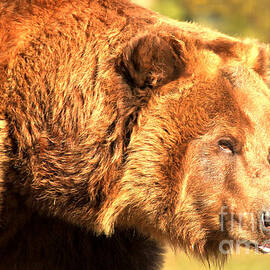 Kodiak Snout by Adam Jewell