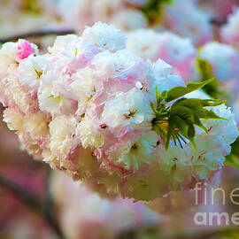 Kyoto Cherry Blossom by Waterdancer 