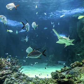 Large sawfish and other fishes swimming in a large aquarium by Miroslav Liska