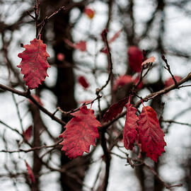 Last red Leaves by Georgia Clare